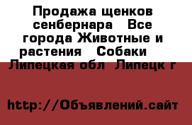 Продажа щенков сенбернара - Все города Животные и растения » Собаки   . Липецкая обл.,Липецк г.